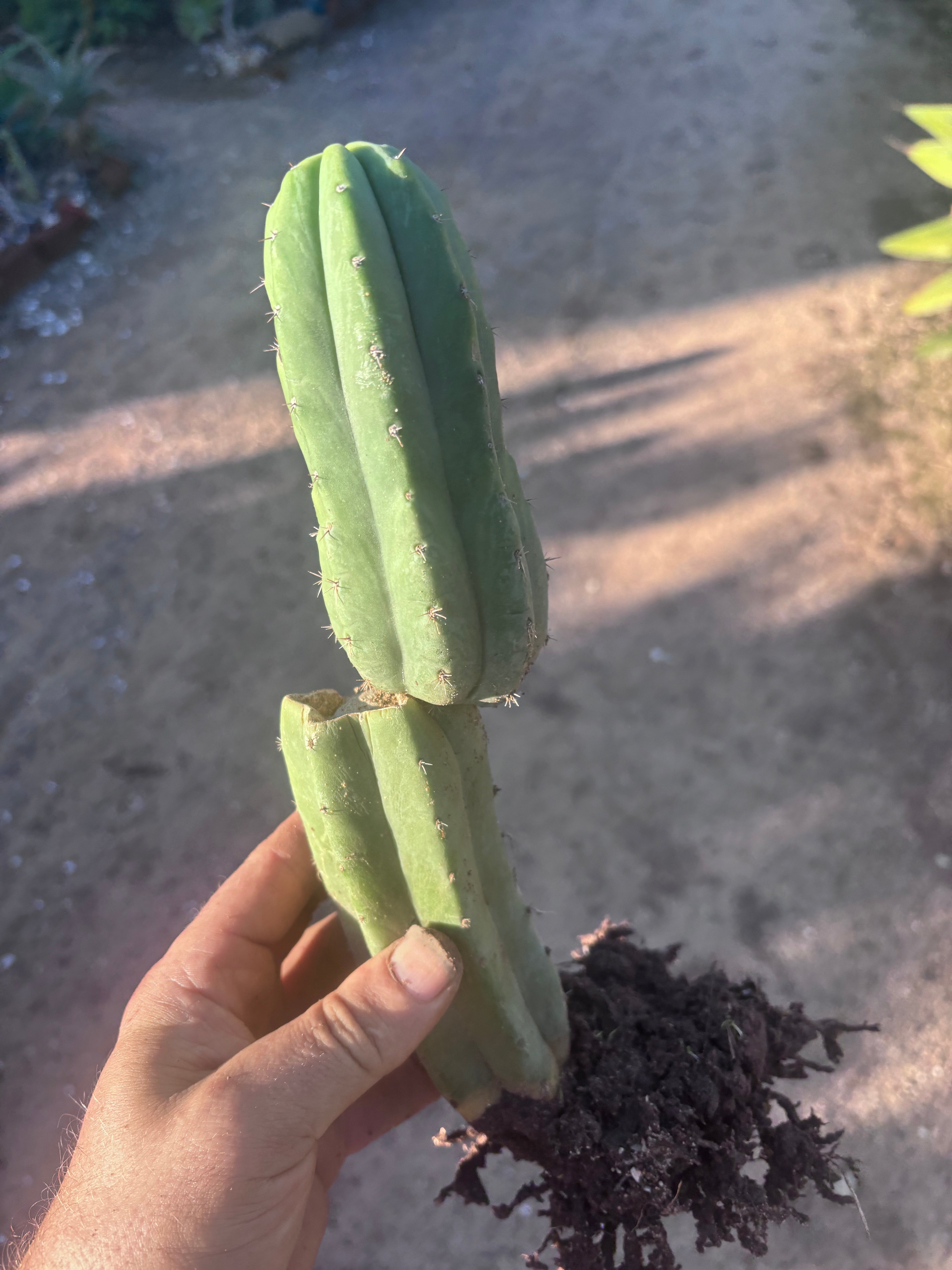 👑🌶️ Genesis — 12” Rooted