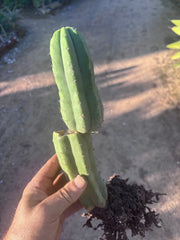 👑🌶️ Genesis — 12” Rooted