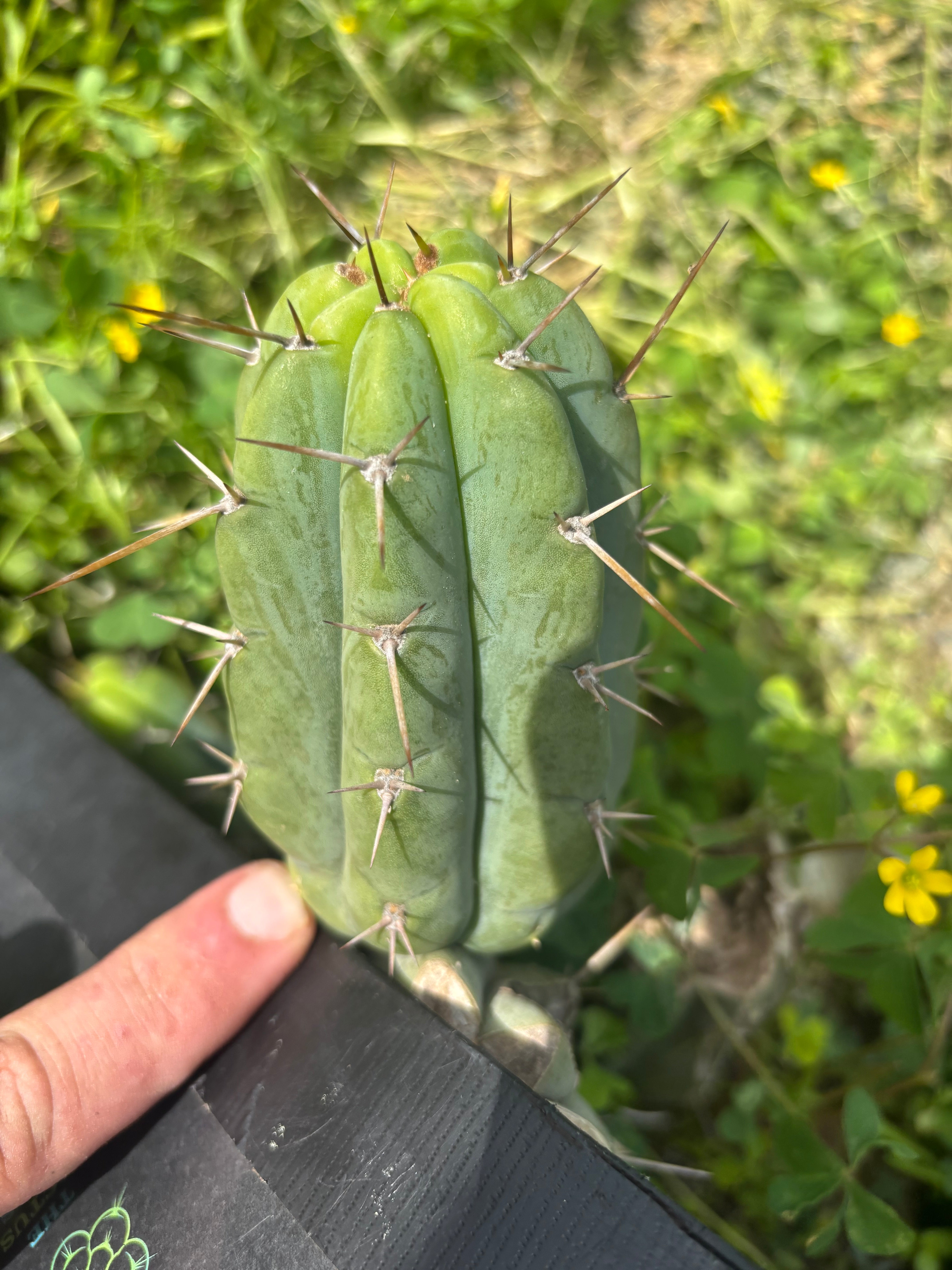 Custom Listing for Logan T