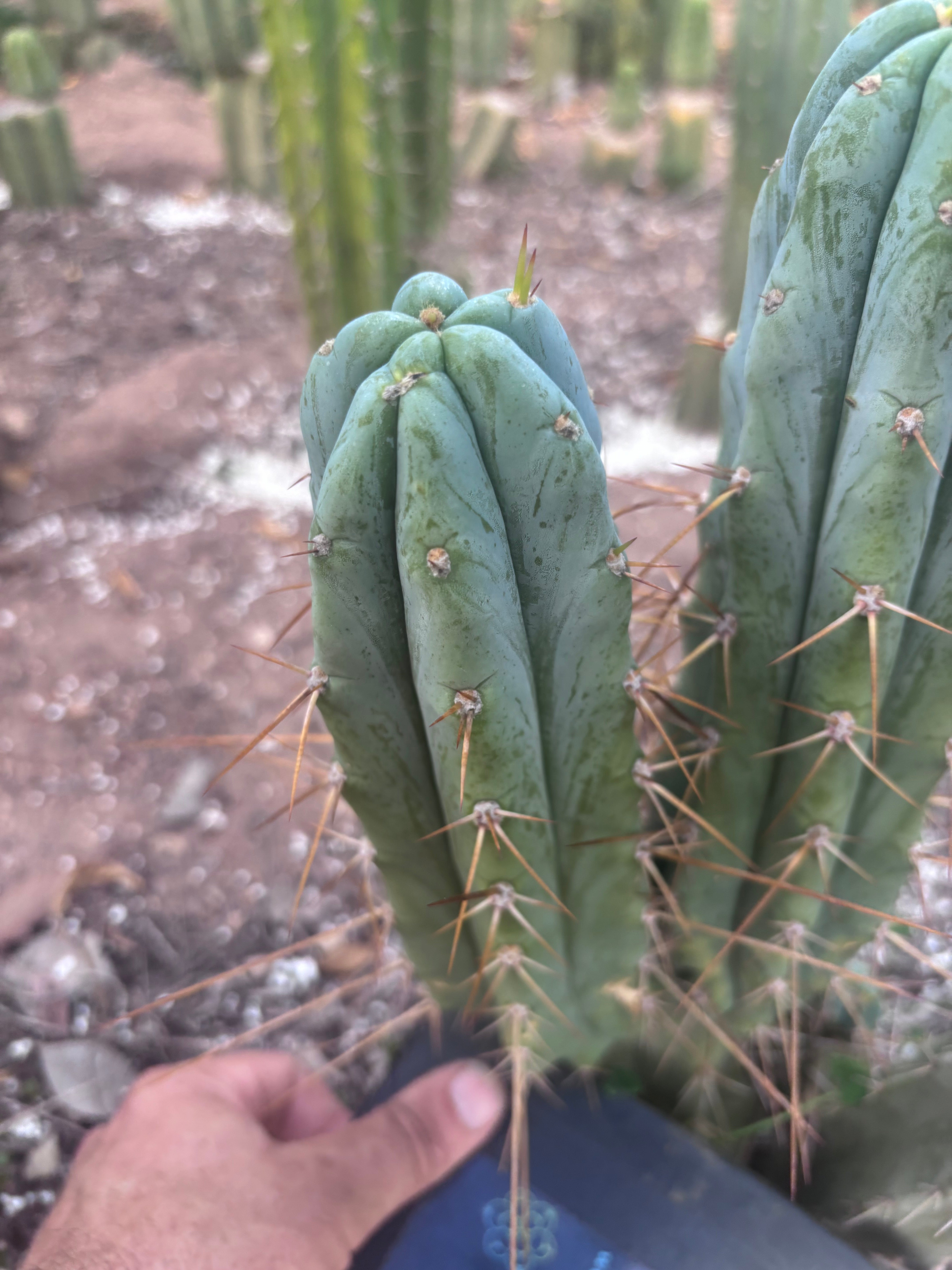 👑🌶️ S.S. Achuma — 10.5” Pup