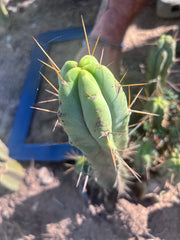 👑💎🌶️ Foolsbreath — 10” Tip