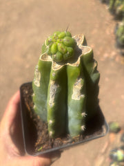 💎👑💎 Havran — Pup Graft on Rooted PC