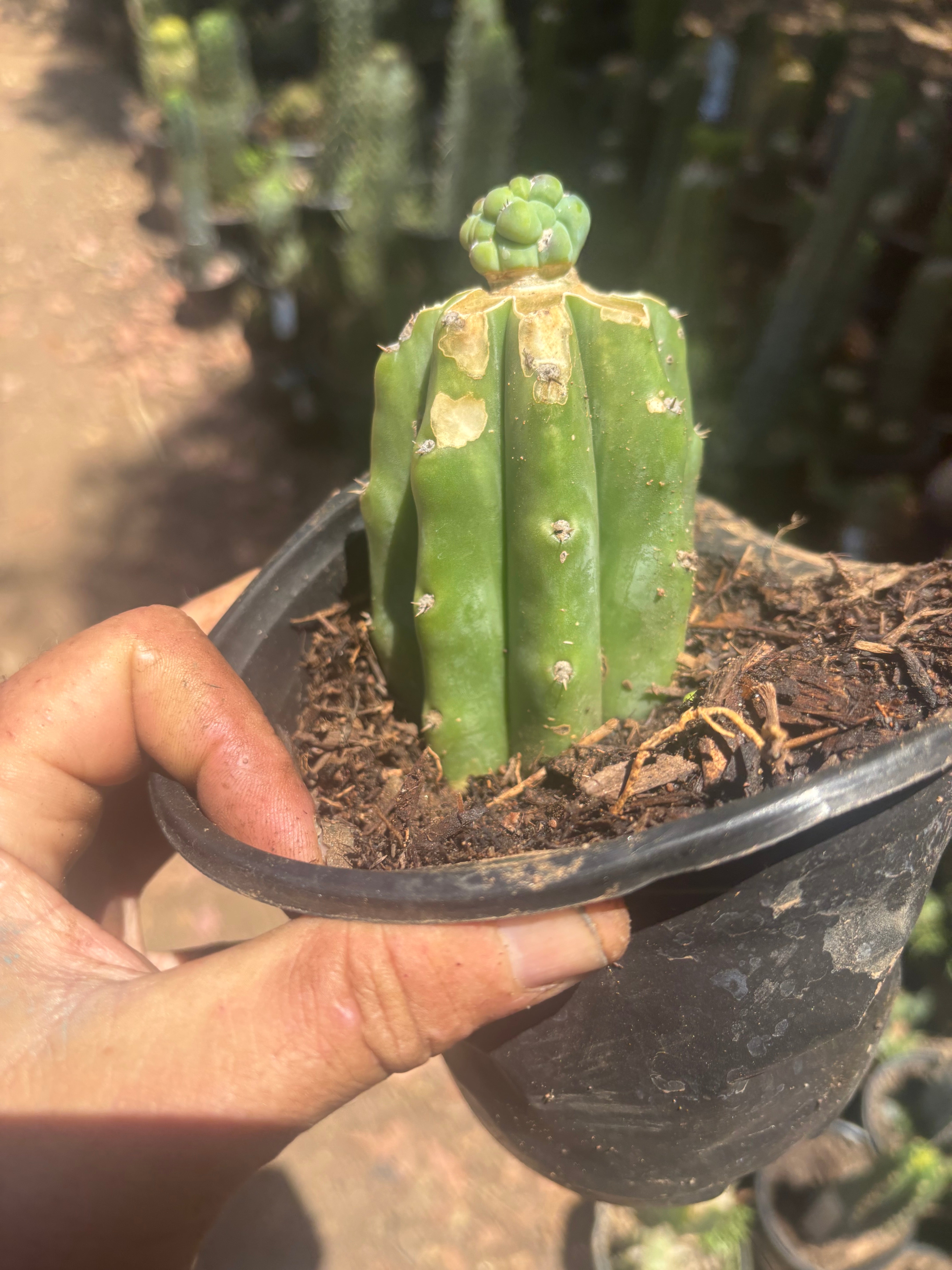 👑 Glorp — Small Pup Graft