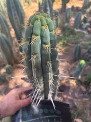 👑 Chala, The Backeburg Clone — 11.5” Tip