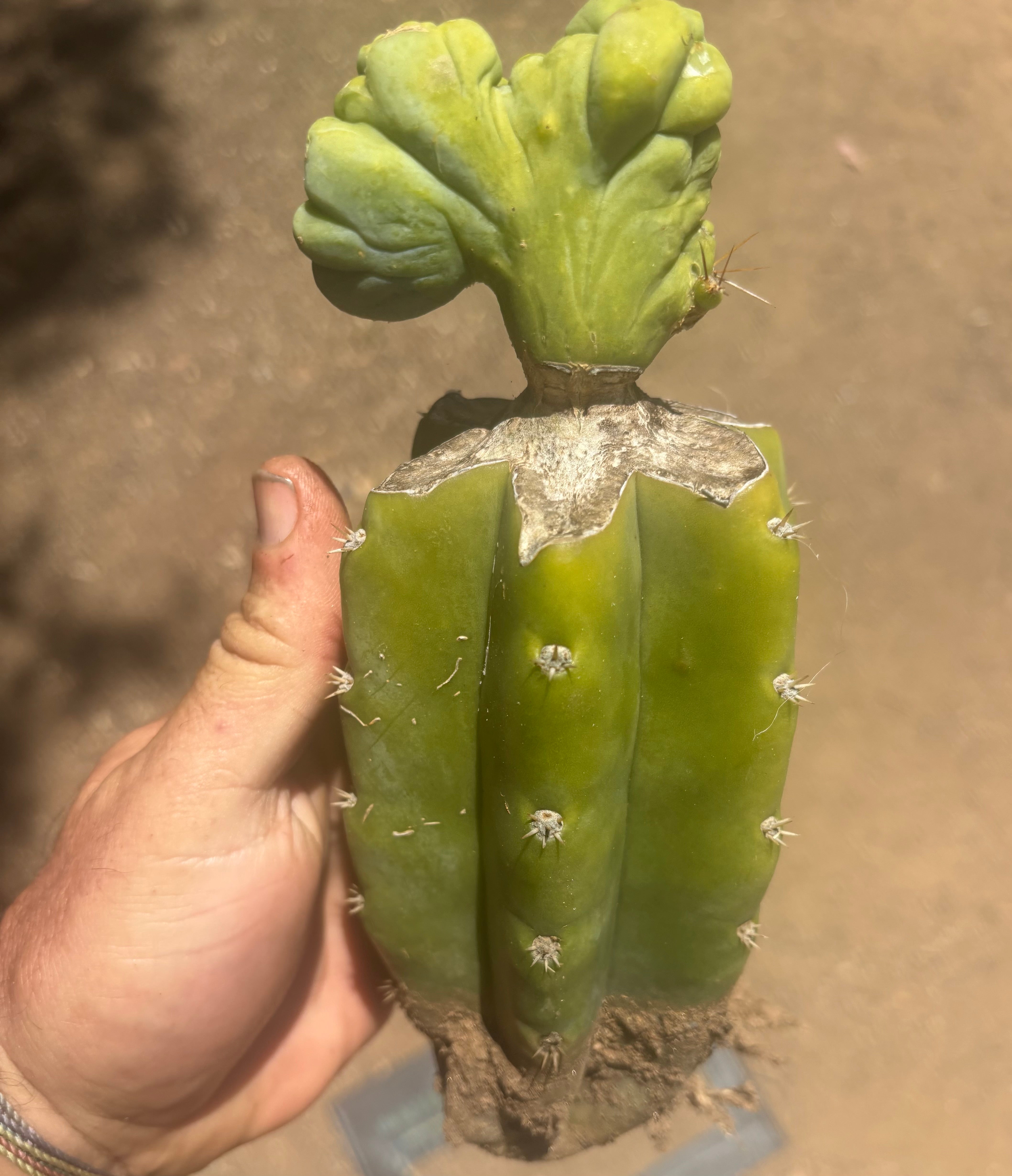 👑🌶️🌶️ TBMC — Graft on PC w/ Roots