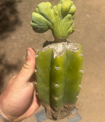 👑🌶️🌶️ TBMC — Graft on PC w/ Roots
