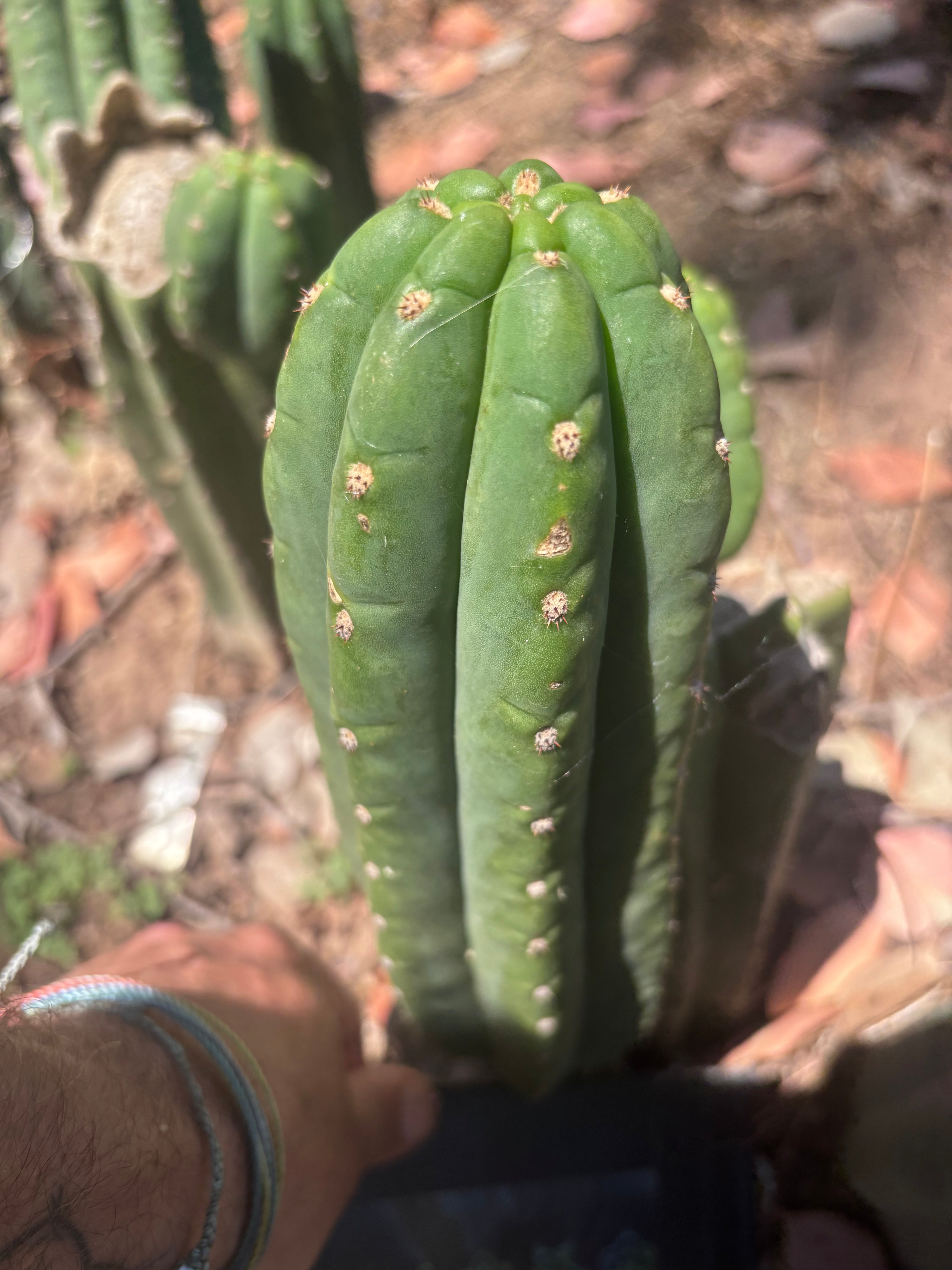 👑🌶️ The Field’s Pachanoi — 10” Pup