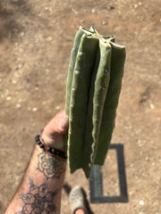 👑🌶️ Tom Juuls Giant — 10” Mid