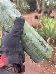 👑💎🌶️ TBQM  — Massive 12” Mid