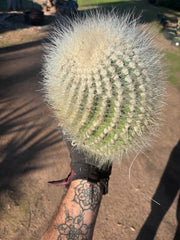 💎 T. Atacamensis — 12” x 9” Fur Melon