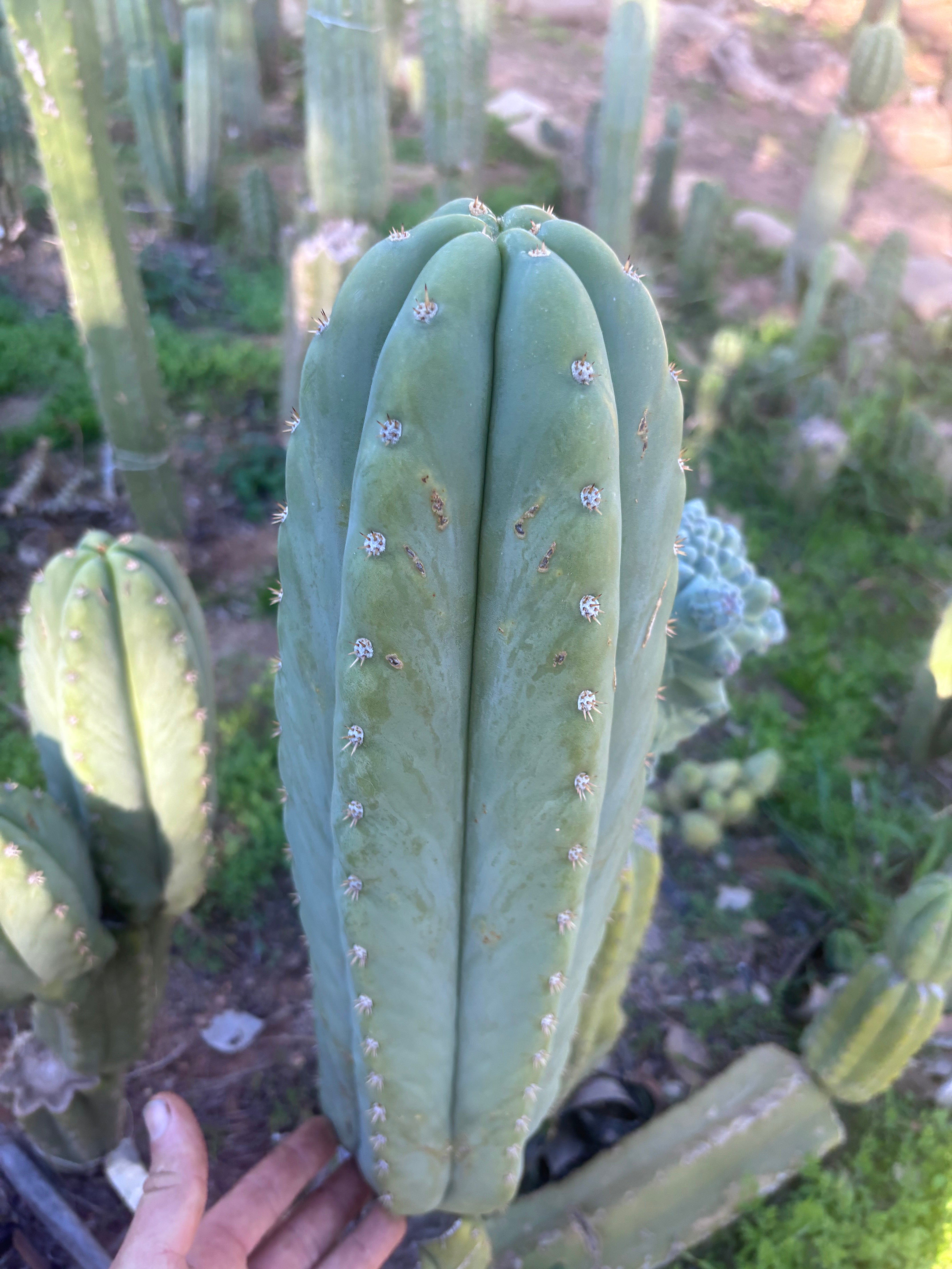 💎 Heynes x Sharxx  — Massive 16” Pup