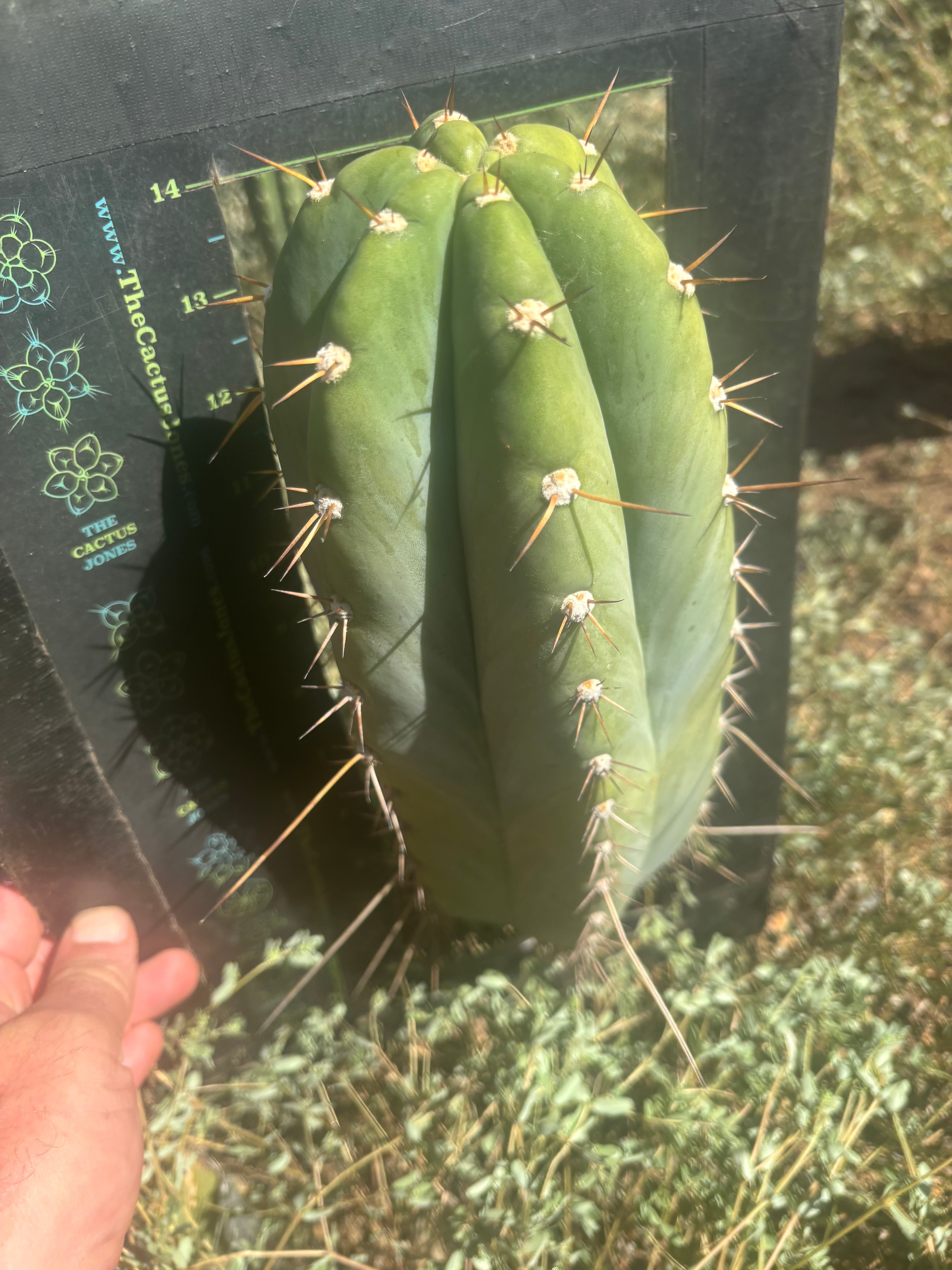 💎👑🌶️ CGG Again — *FAT* 14” Melon