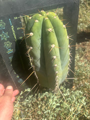 💎👑🌶️ CGG Again — *FAT* 14” Melon