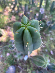 👑🌶️ Malo4 (F2)  — Fat 10” Tip
