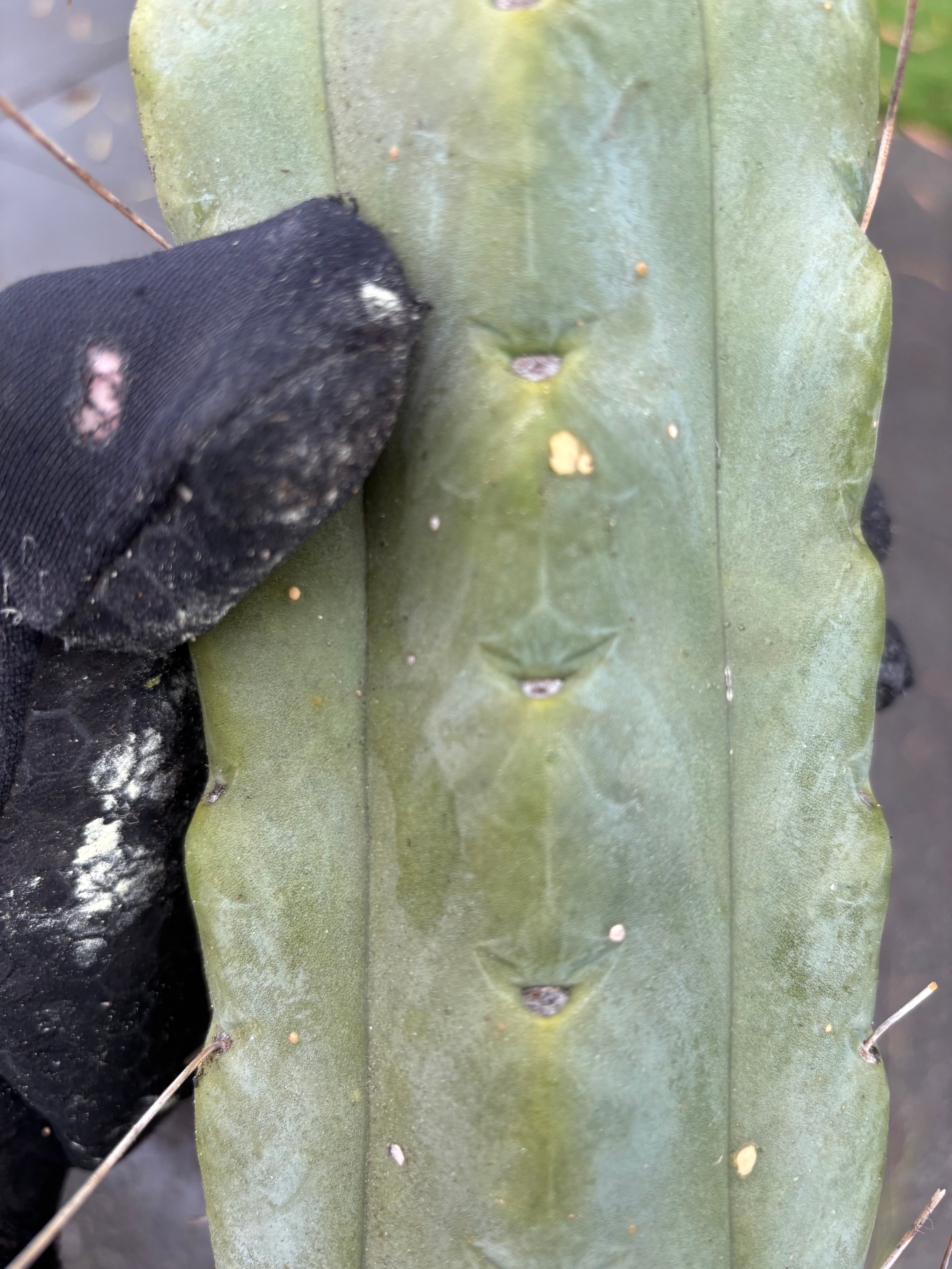 👑💎🌶️ TBQM  — Massive 12” Mid