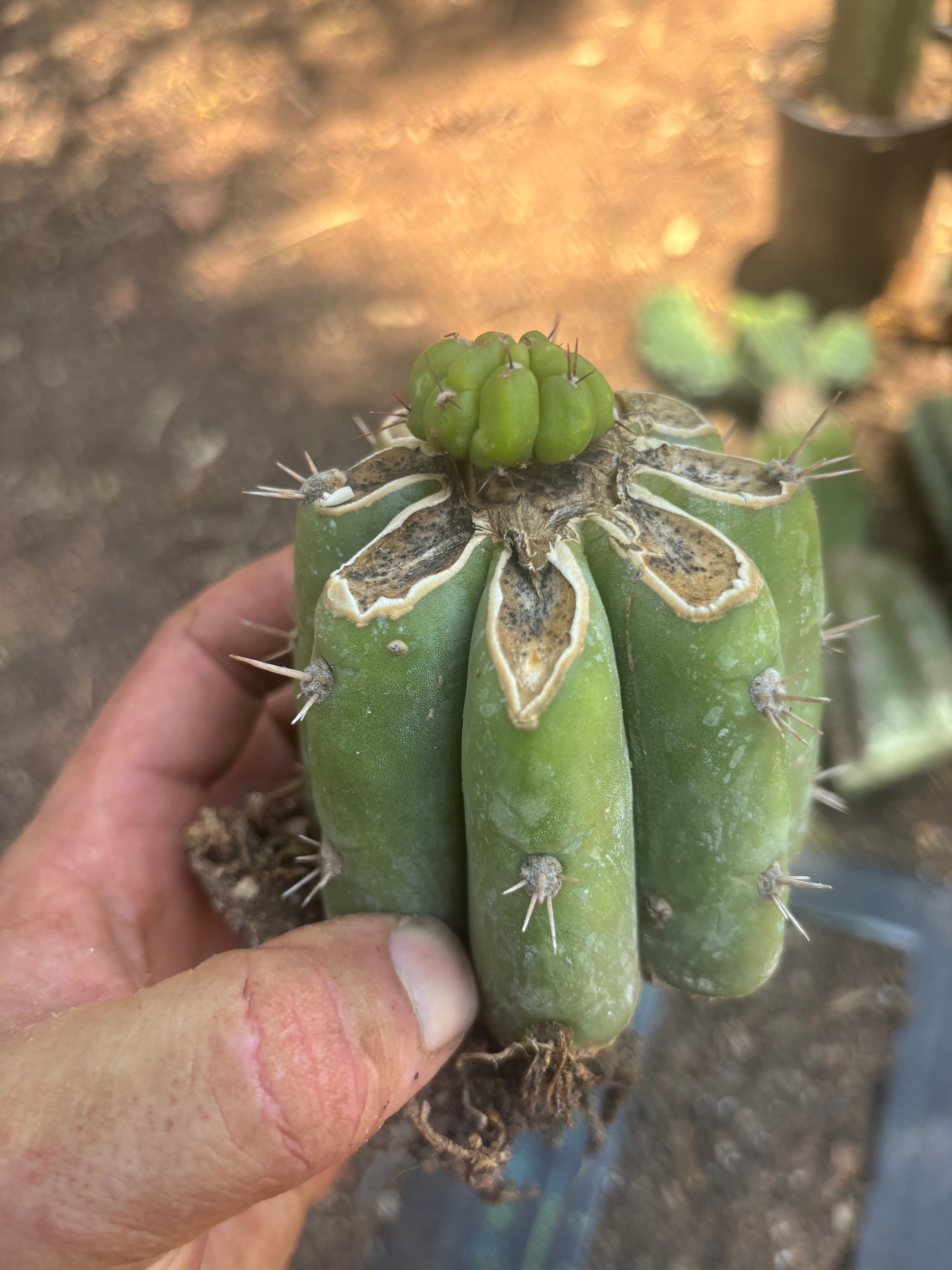 💎👑💎 Havran — Pup Graft on Rooted Shine01