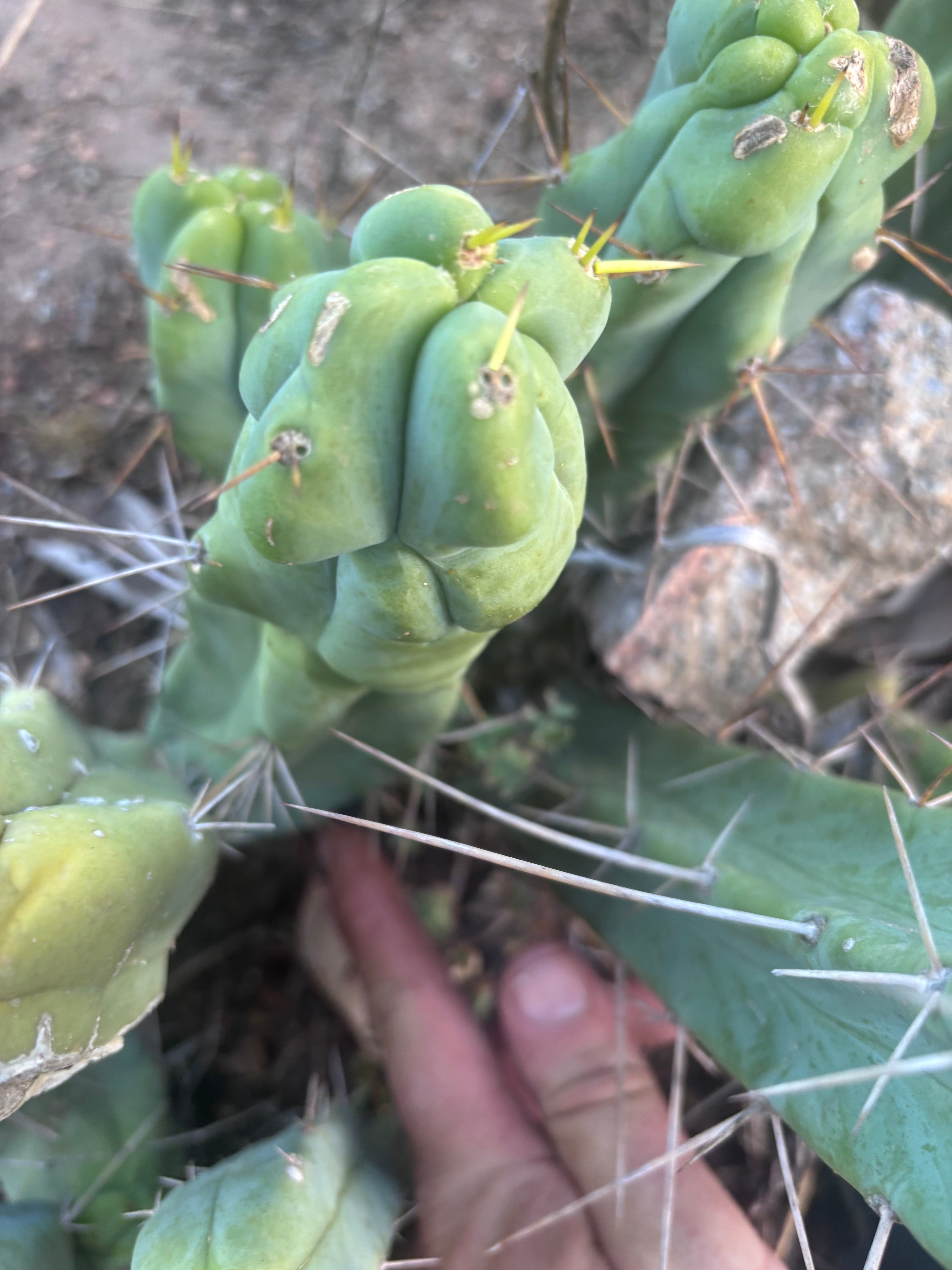 👑🌶️  Mel — 8” Pup