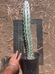 💎 Stenocereus Beneckei — XL 20” Rooted