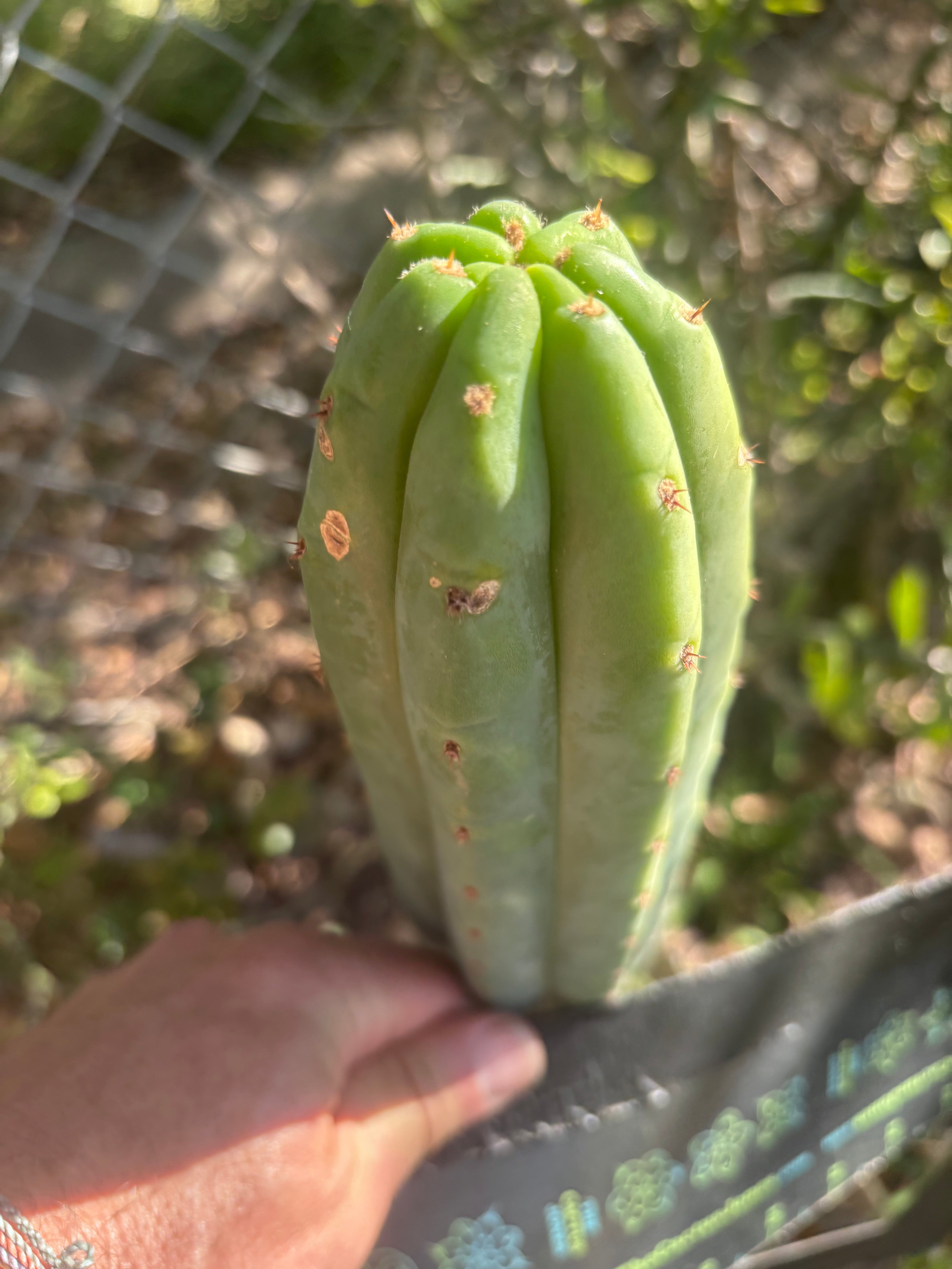 💎👑🌶️🌶️ KR04 — Another 7” Tip