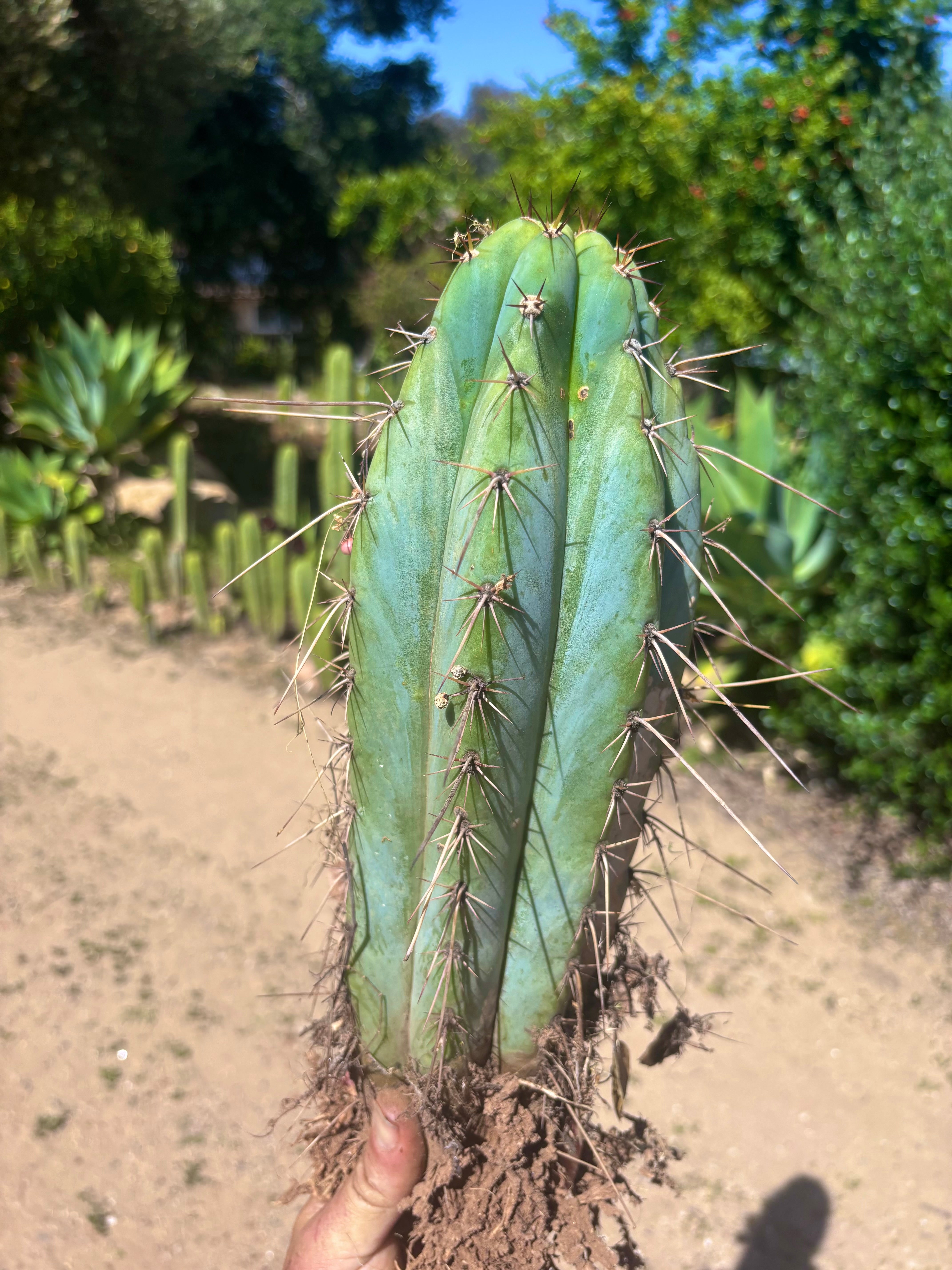 💎👑🌶️ RS0004  — 14” Rooted Chonker