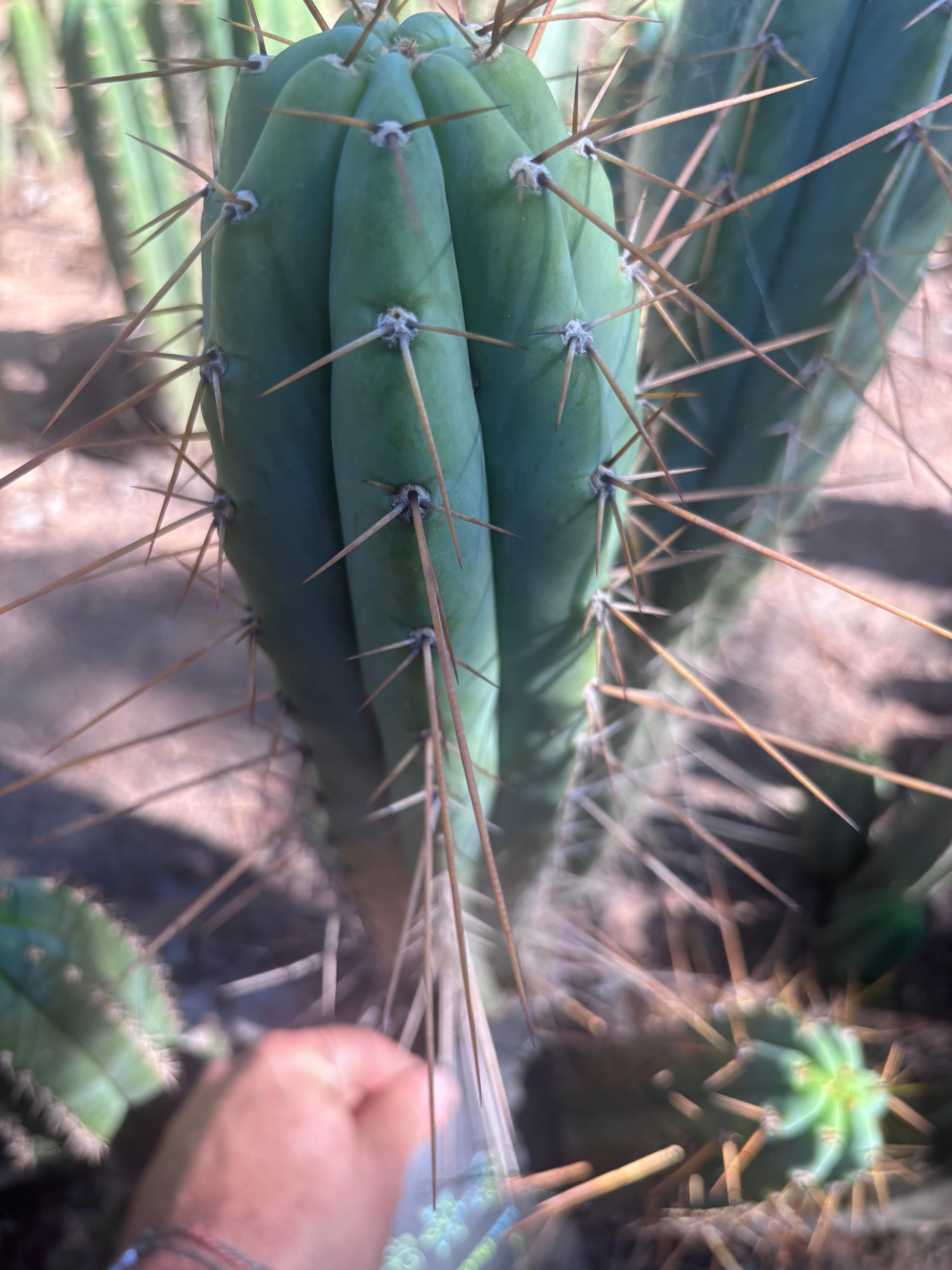 👑🌶️ Nash — XL 14” Tip