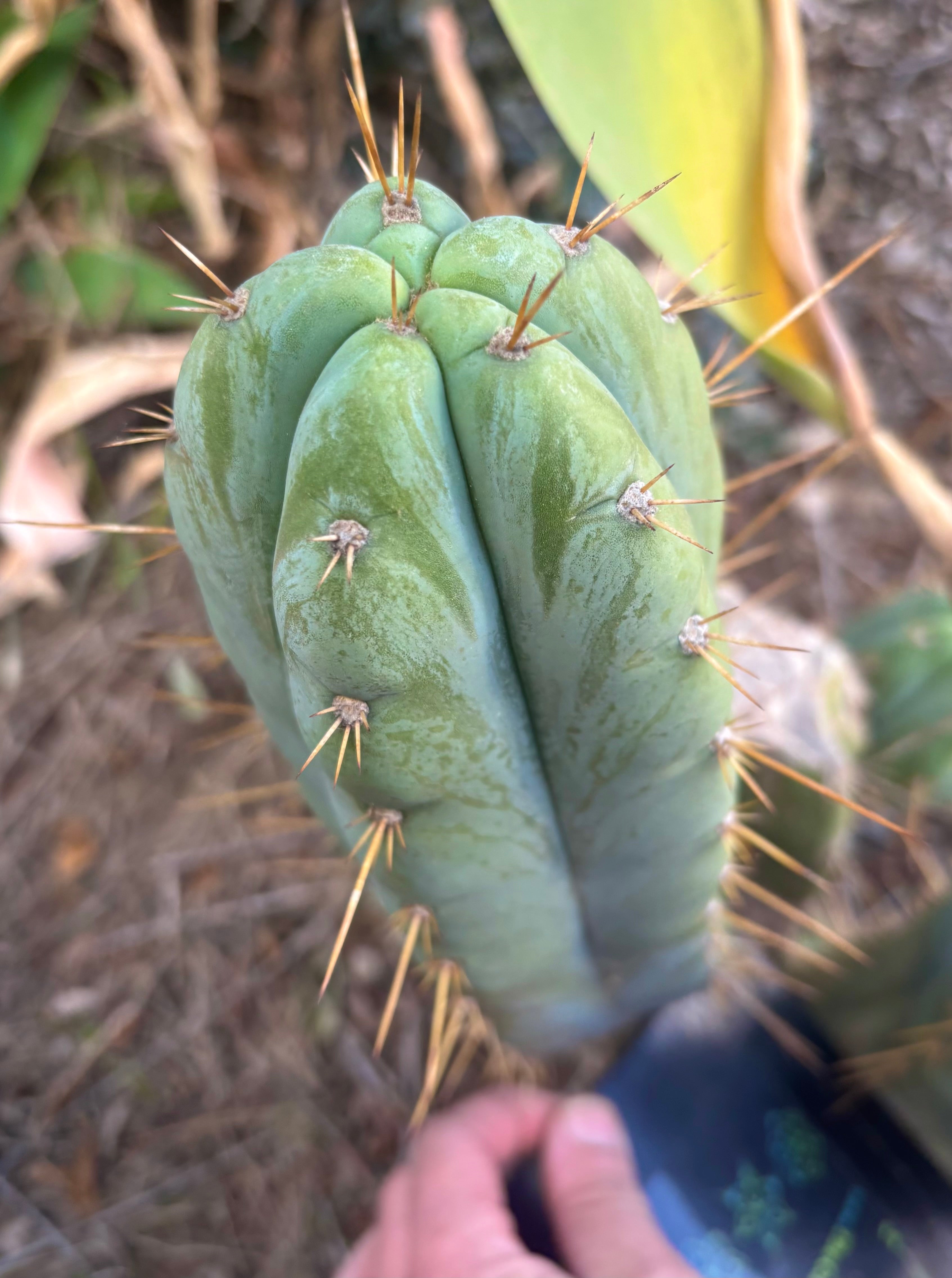 👑 Lotusland Huanu —  Fat 12” Pup