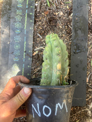 💎🌶️🌶️ NOM — Rooted Pup