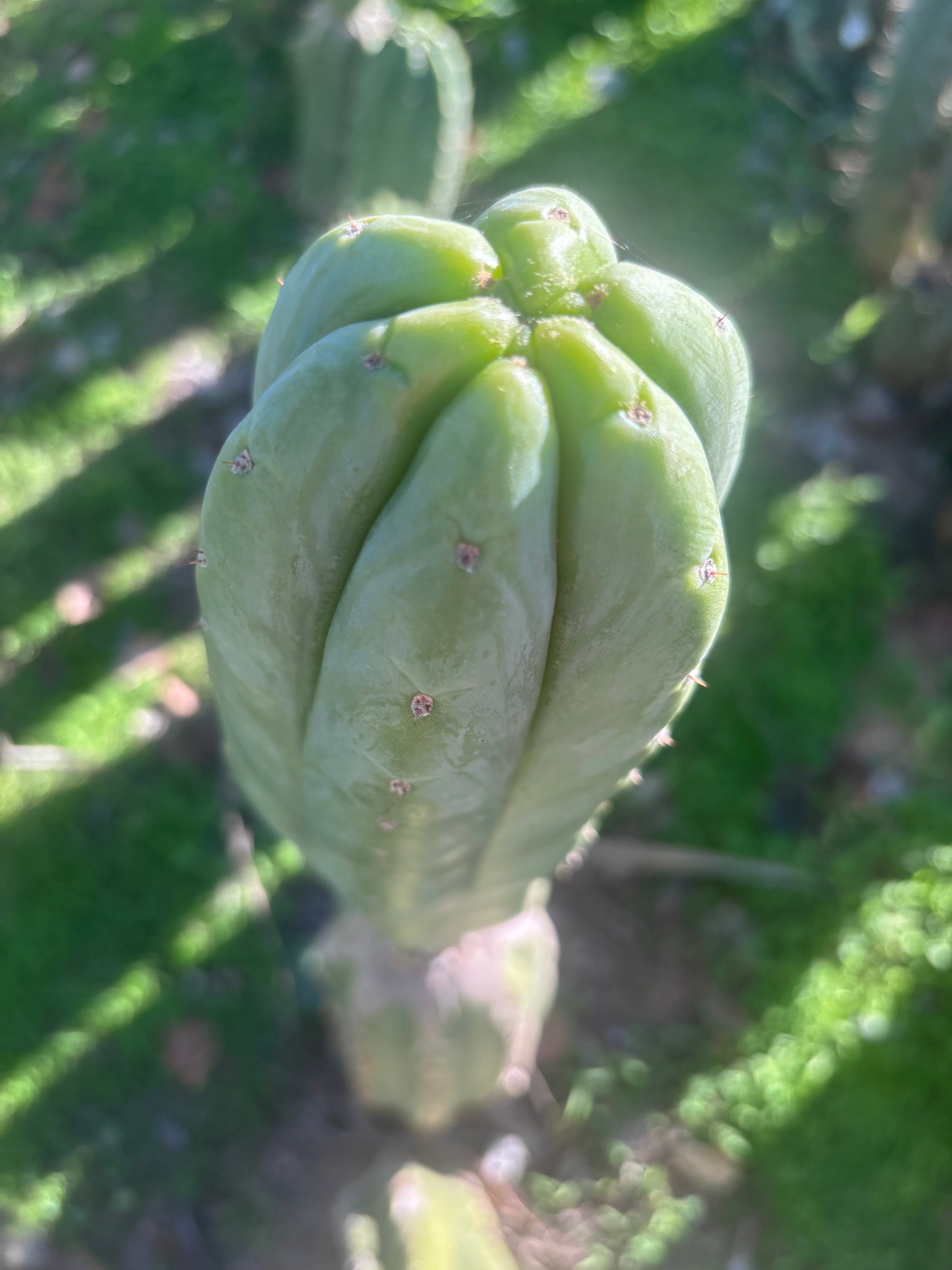 💎👑🌶️🌶️ Ogun — XL 15” Pup