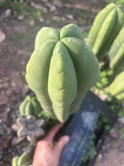 👑💎 Aussie Scop — XL 14” Tip