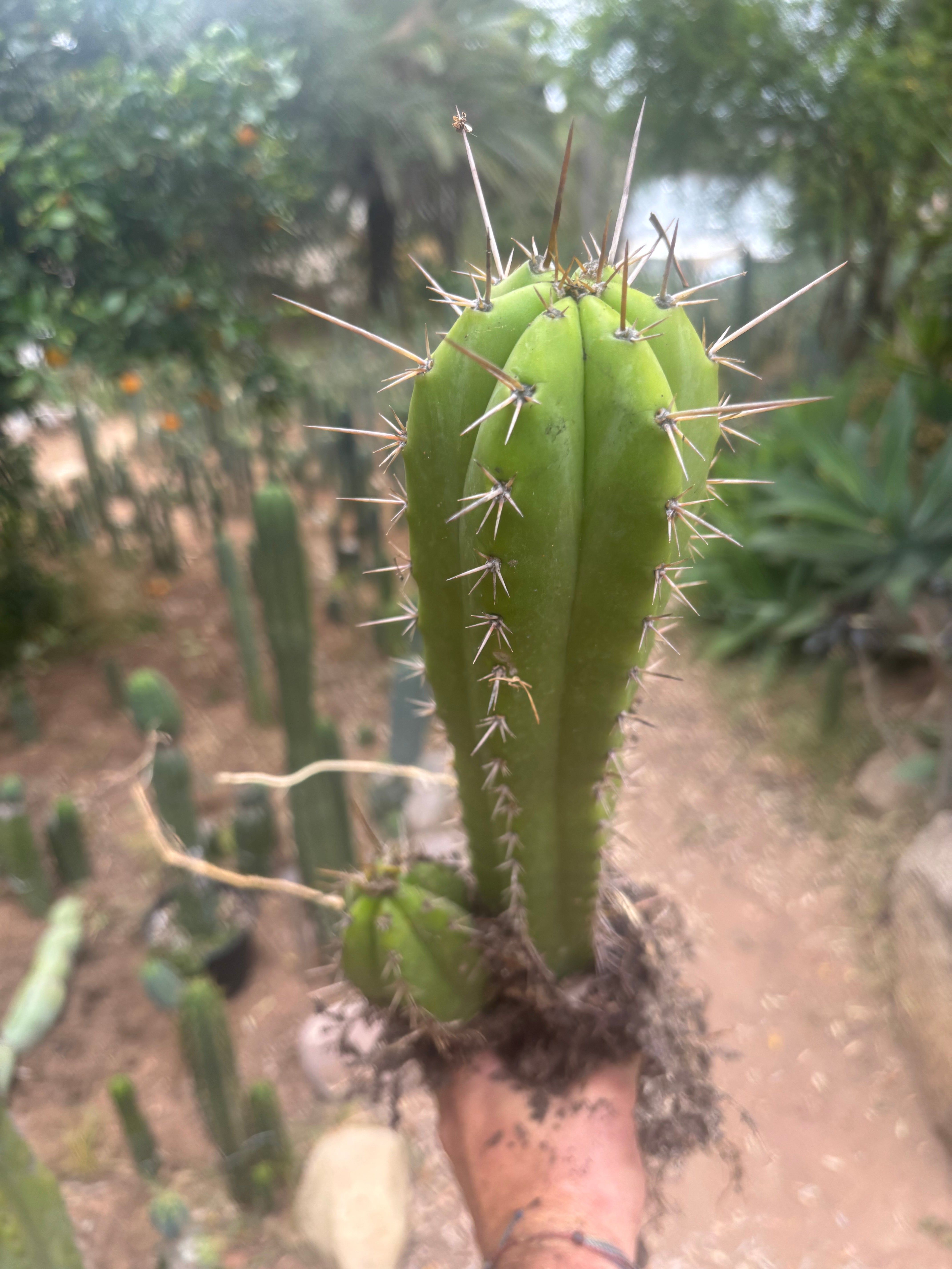 (🌶️) Lumberjack x Huaraz — Seed Grown Mini Stand