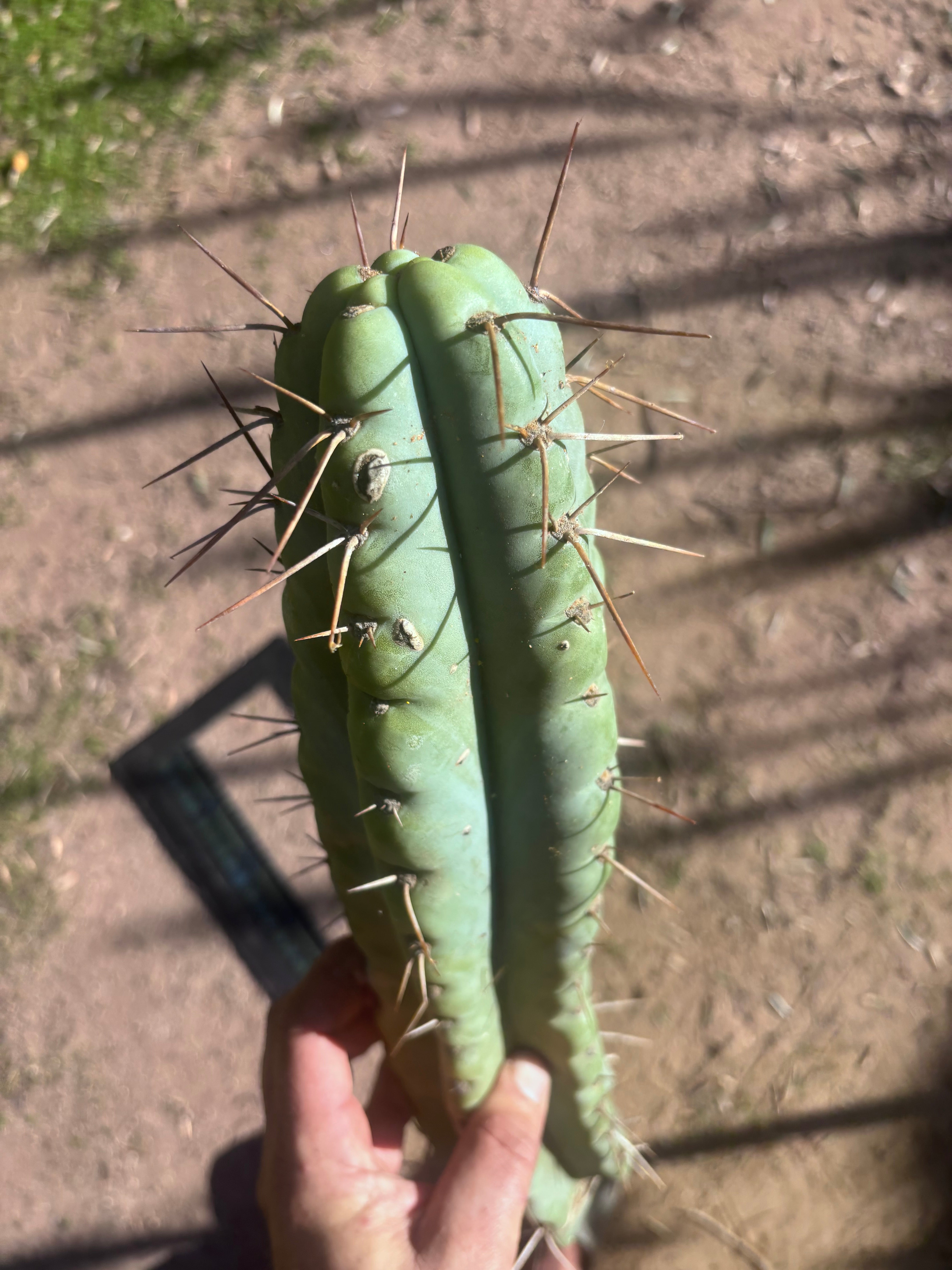 💎🌶️ NOM — XL 16” Tip