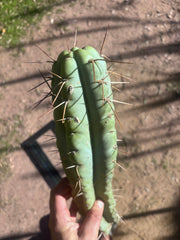 💎🌶️ NOM — XL 16” Tip