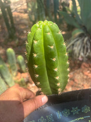 💎👑💎🌶️ CareBear — 6.5” Tip