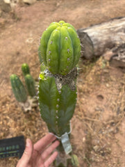 👑🌶️🌶️ KR04 — Established Tip Graft