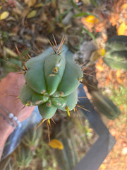 👑🌶️🌶️ Pala — 10” Pup