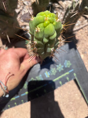 💎👑 Bruce’s Dragon — 6.5” Pup