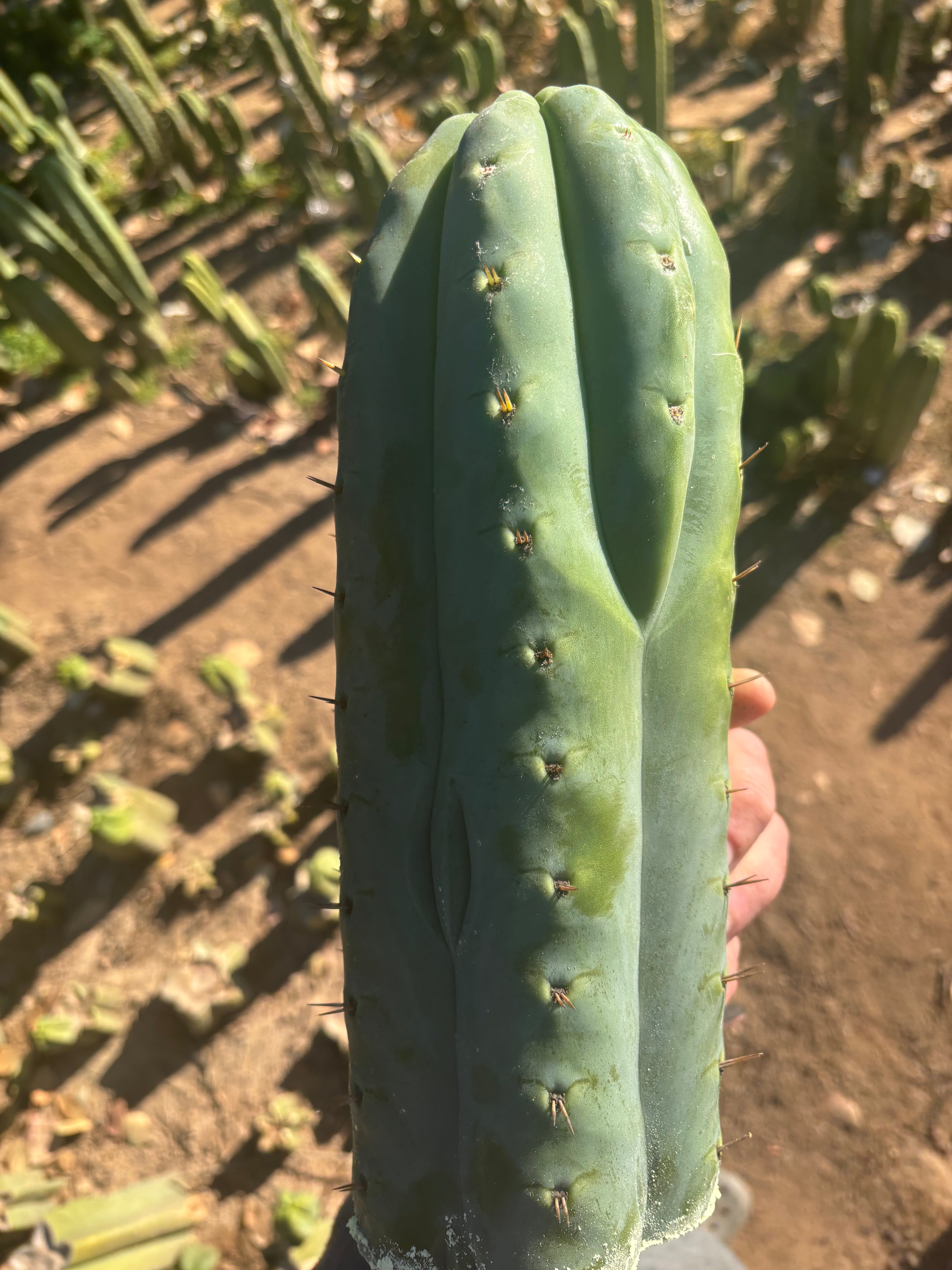 👑💎🌶️  Ashdod — Massive 12” Tip