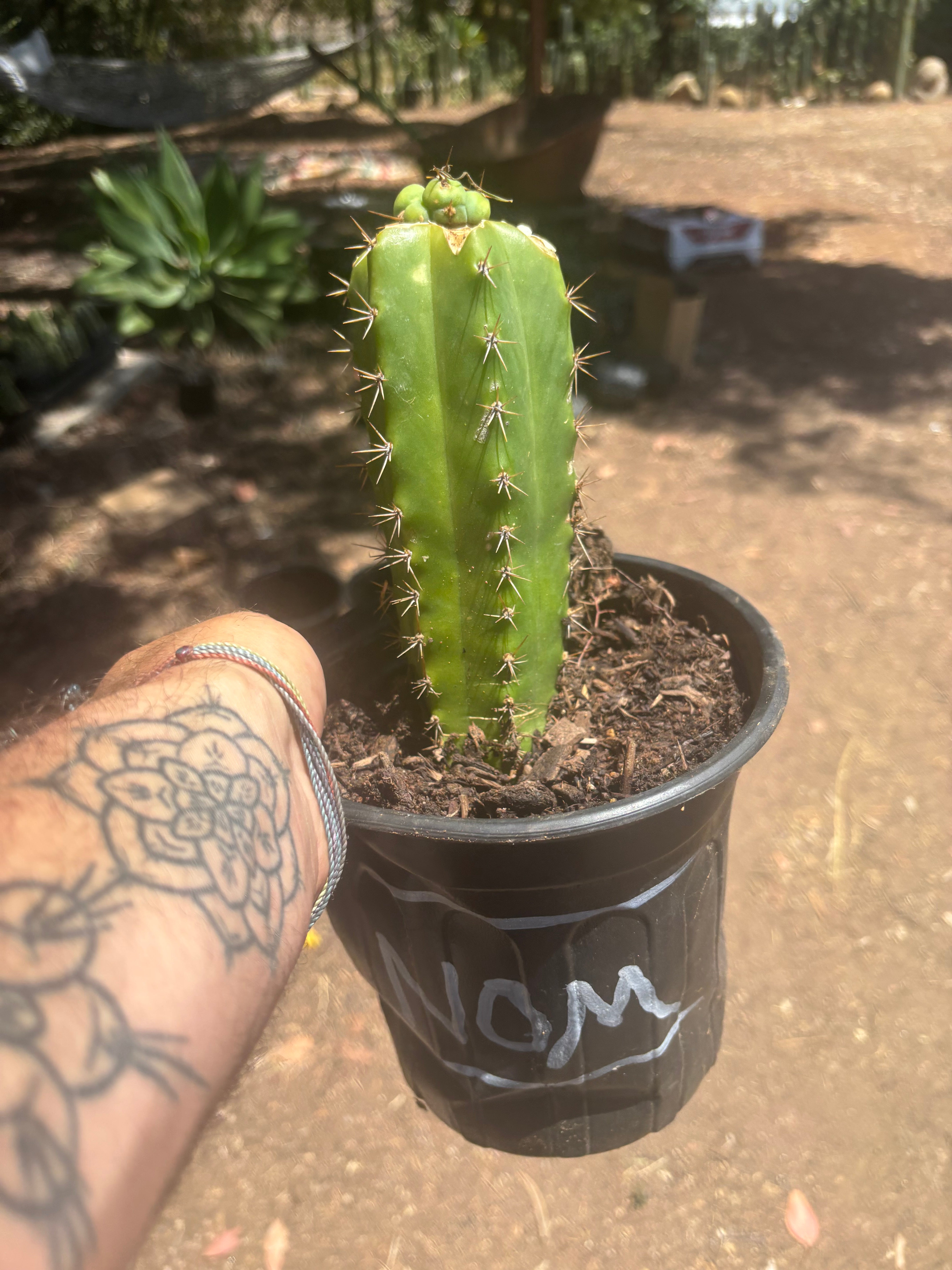 💎🌶️🌶️ NOM — Pup Graft On Seed Grown Rooted Stock