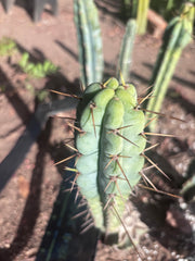 👑🌶️🌶️ Pala! — The Mid Week Pup