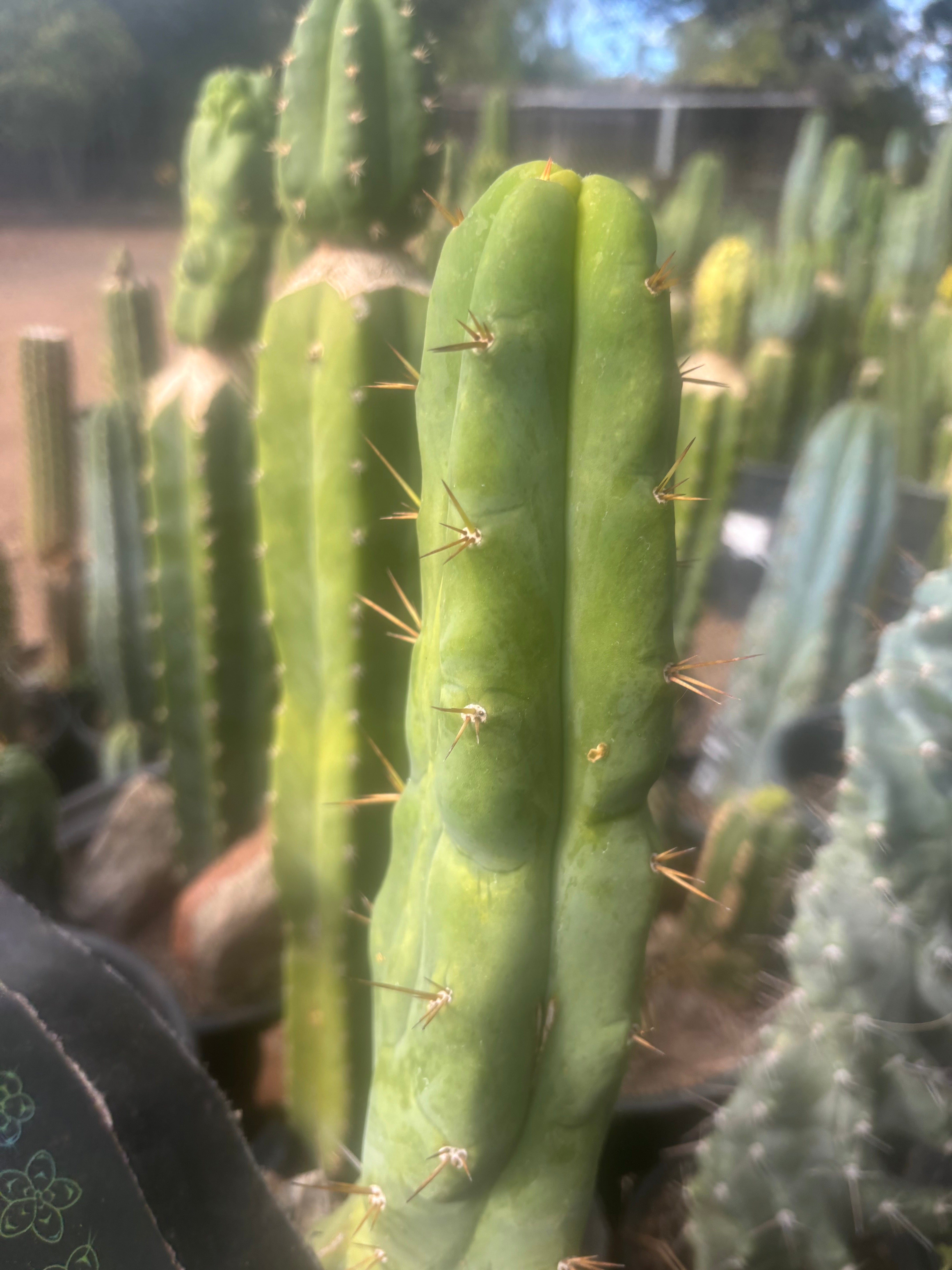 💎👑🌶️ Bruce — 9” Tip