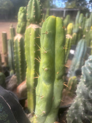 💎👑🌶️ Bruce — 9” Tip