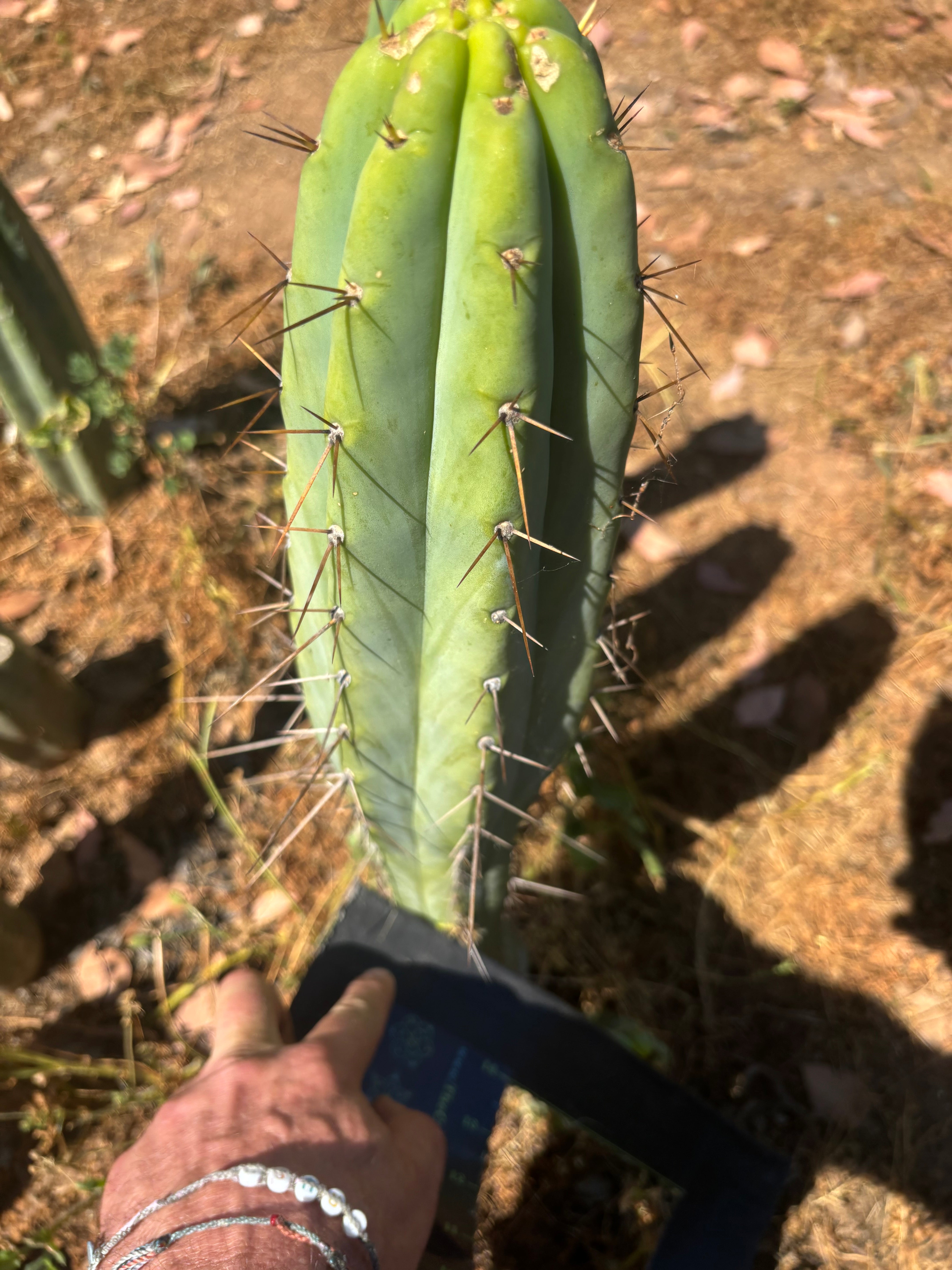 👑🌶️🌶️  Lumberjack — XL 14” Tip