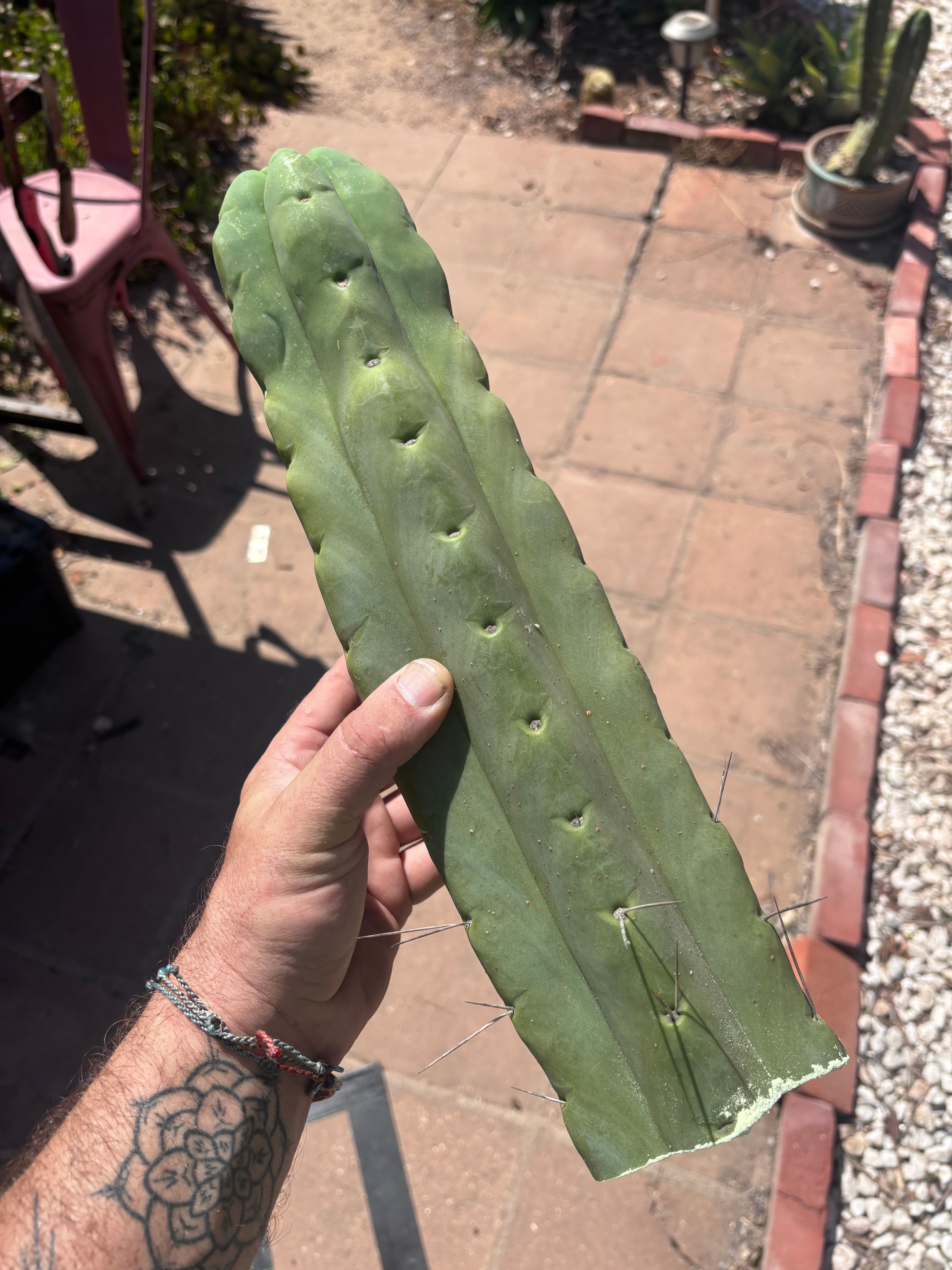 👑🌶️🌶️ Eileen — THICK 11” Mid
