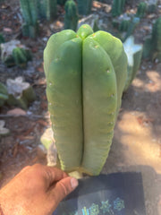 💎👑🌶️ Ferah — Another Chonky 9” Tip