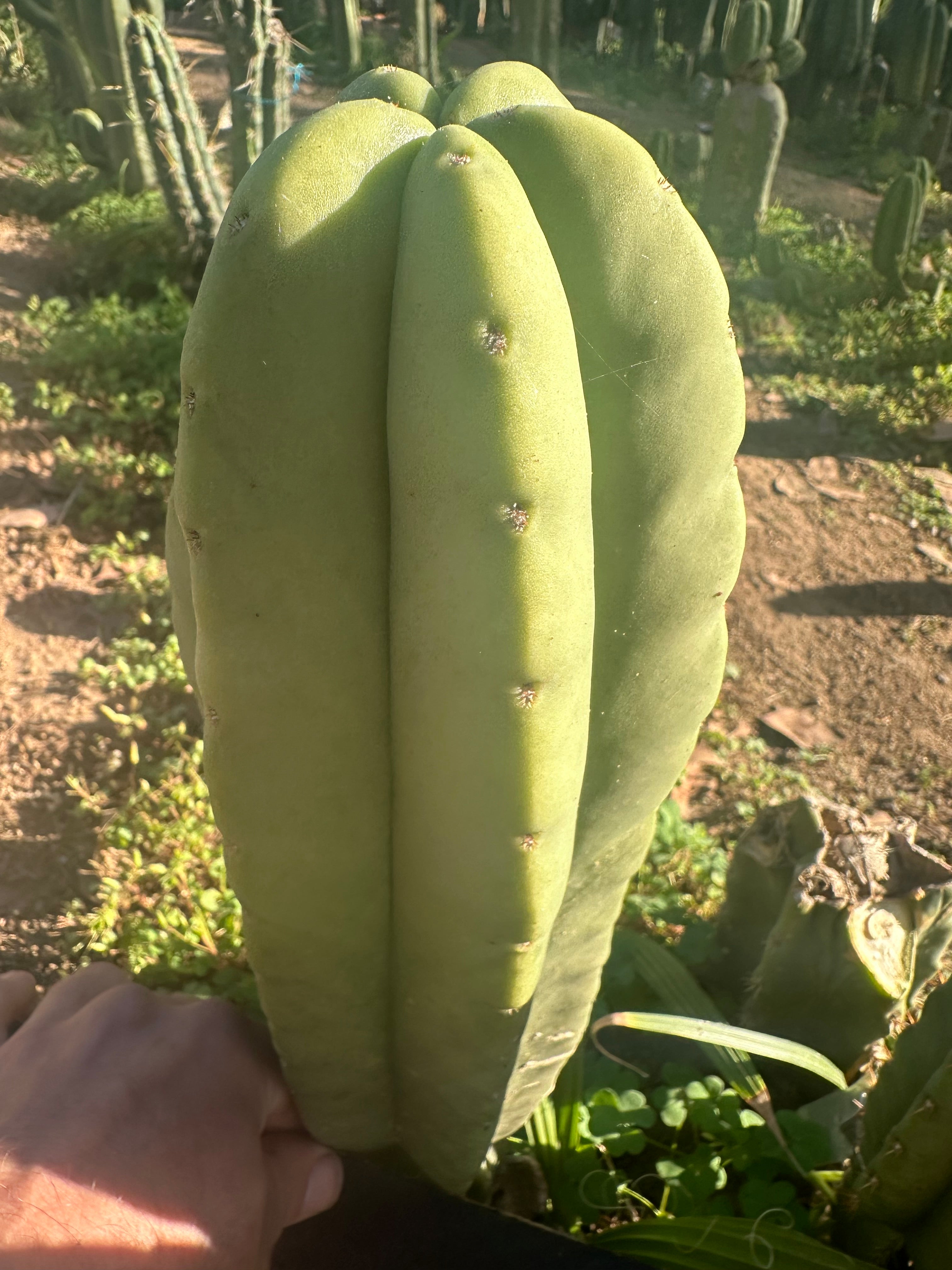 👑💎 Aussie Scop  — FAT 10” Tip