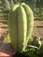 👑💎 Aussie Scop  — FAT 10” Tip