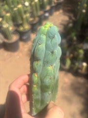 💎👑💎 Y2K  — 8.5” Tip
