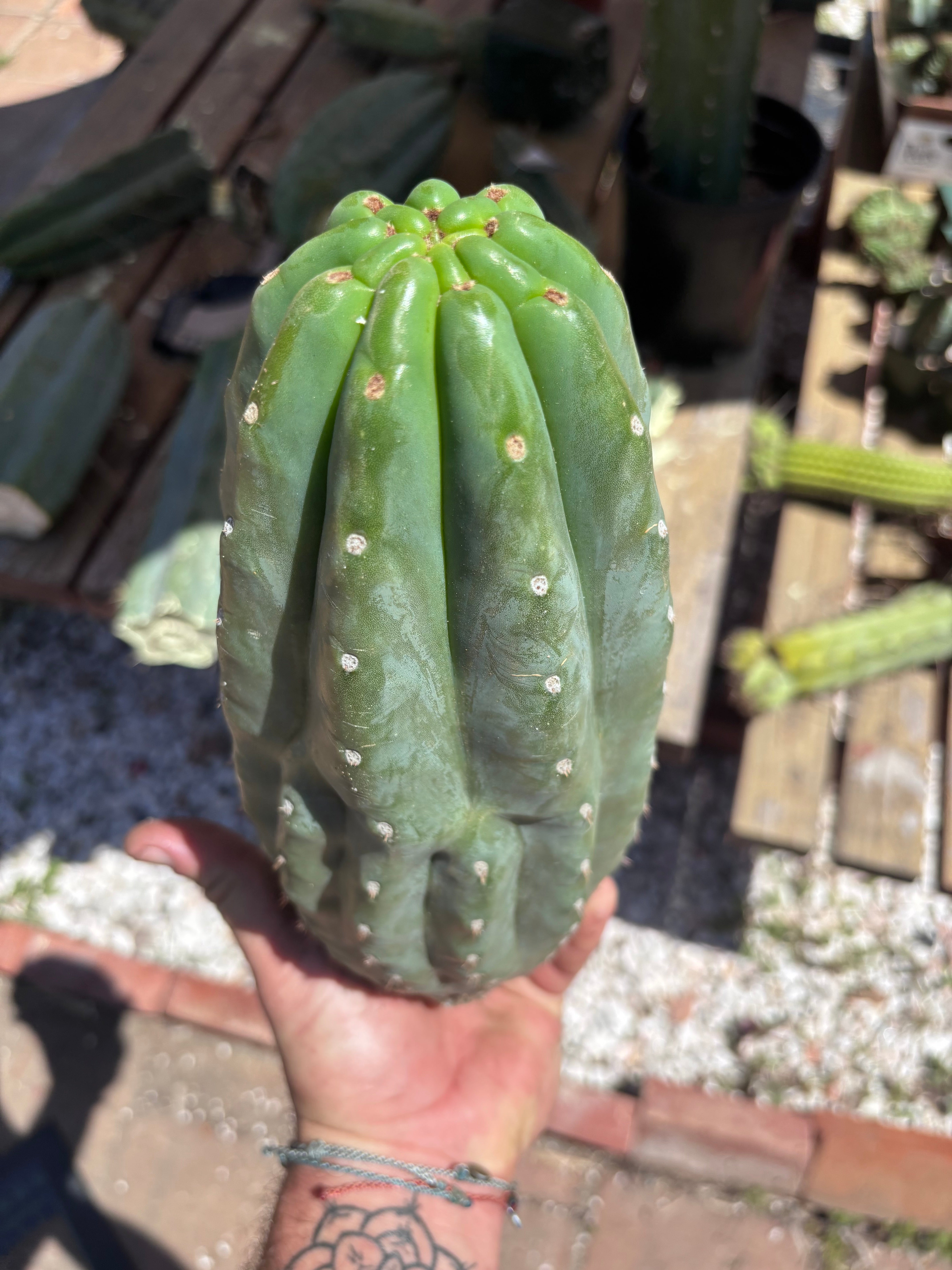 👑🌶️ Pierre — BEEFY 12” Pup