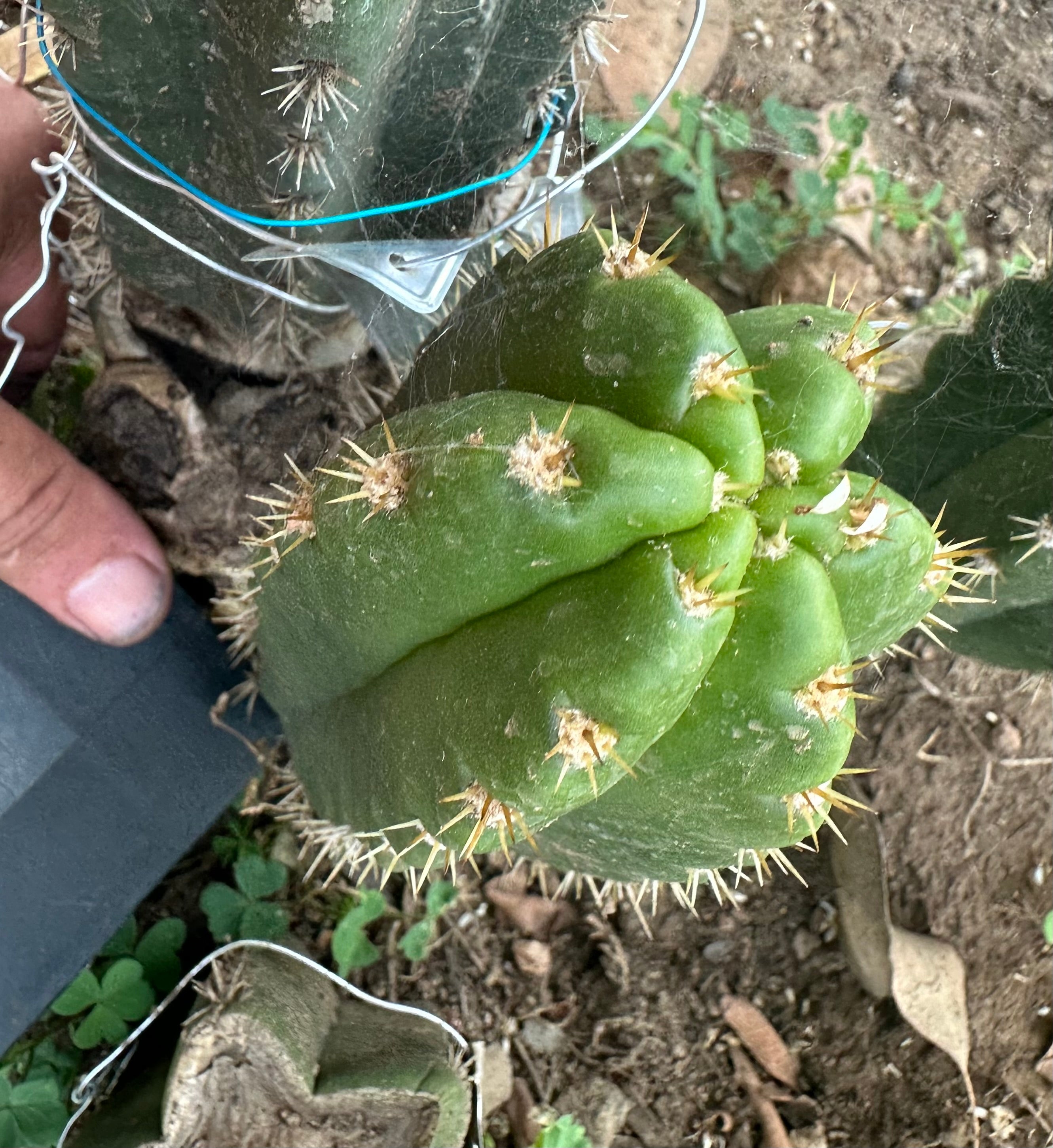 💎👑 CareBear — 7” Grenade Pup