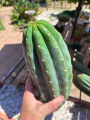 👑🌶️ Pierre — BEEFY 13” Pup